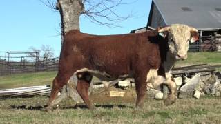 Cattle Listing 609C641-201