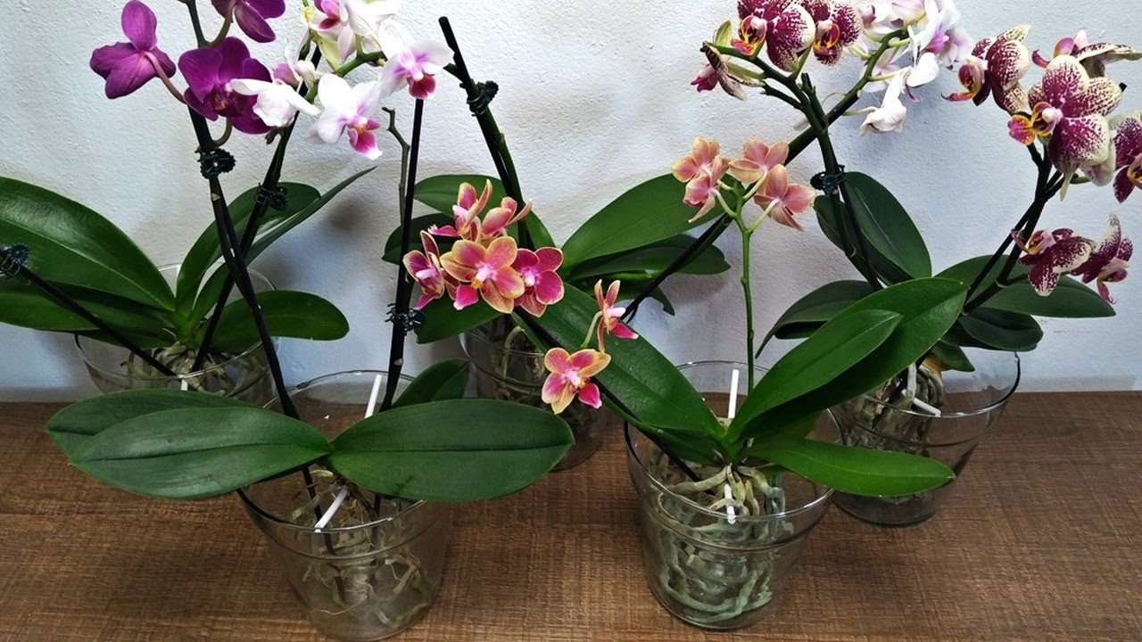 Orquídeas Phalaenopsis cultivadas em vidro com  água | JD Orquídeas
