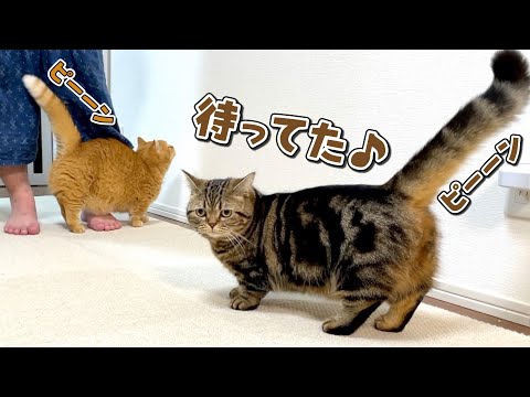 お風呂上がりのパパのことが好きすぎる兄弟猫が可愛い！