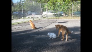Bunny And Shiba Inus
