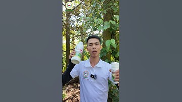 Diệt sạch côn trùng, sâu hại, nấm bệnh Trừ sâu TOP1 Diệt trừ  Rầy rệp, bọ trĩ, ruồi vàng, nhện đỏ, ố