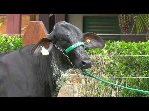 LOTE 2 •  10º LEILÃO GIROLANDO PRIME • 9637CU