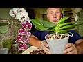 ПЕРЕСАДКА ОРХИДЕИ для размножения её с ЗАСЫПКОЙ ВНУТРИ КОРНЕЙ орхидеи и полив орхидеи 2-я часть
