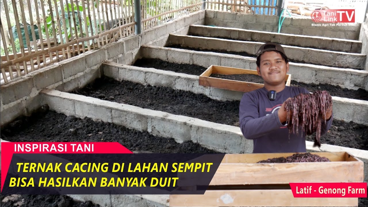 Sukses Ternak Cacing, Pemuda ini Sebulan Memasok Cacing 850 Kg (Harga 40 Ribu/Kg)