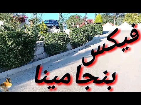  فيكس بنجامينا