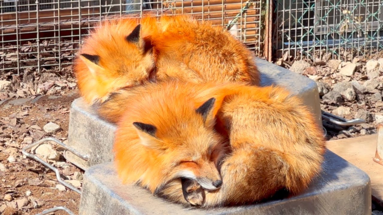 Trip to Fox Village and Onsen - YouTube