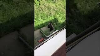 Bear Cub Ventures into a House as Dog Barks