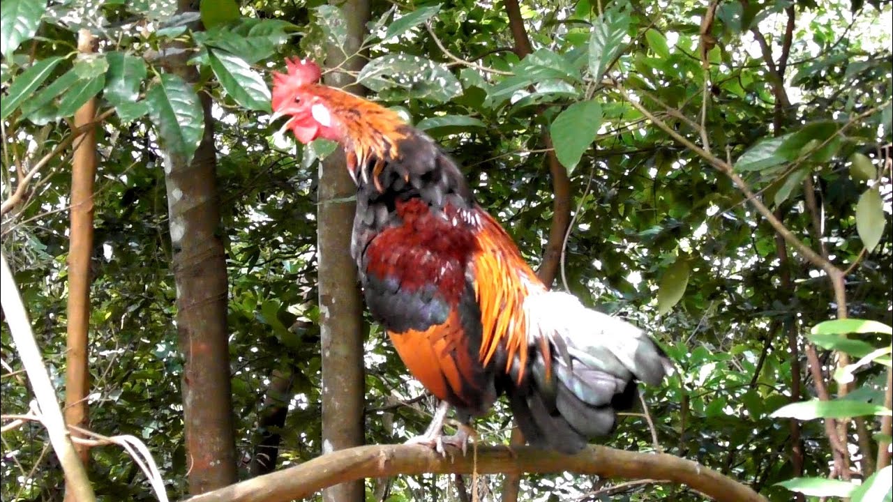 Xiêu phẩm gà rừng mồi tai trắng Hoàng Thắng đẹp gáy hay