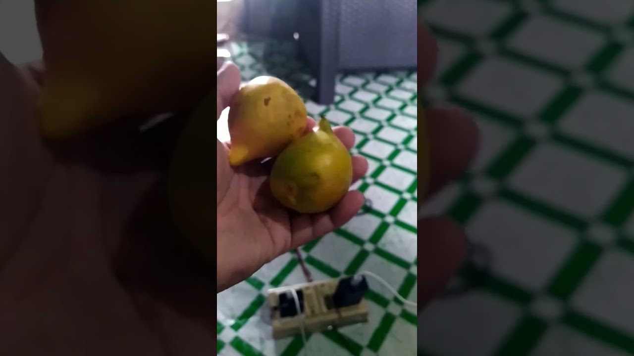 My first time eating Heirangoi /Mangosteen (Garcinia xanthochymus)