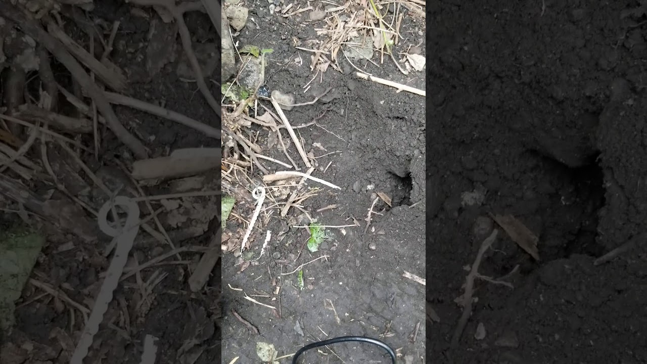 BEST TRICK TO FIND RODENT TUNNELS