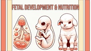 Fetal Development and Nutrition in Sheep and Goats