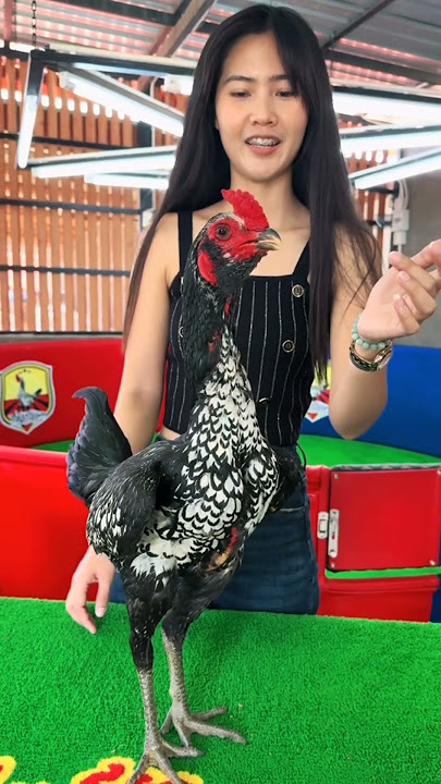 Ayam sekecil ini di tawar 100 juta karena ayam pama ini bagus