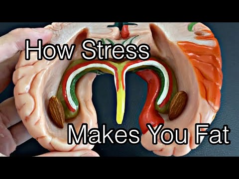 Вот как хронический стресс делает вас толстыми (английский)
