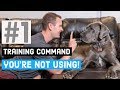 The most useful Great Dane training command that you're not using! | Great Dane Care