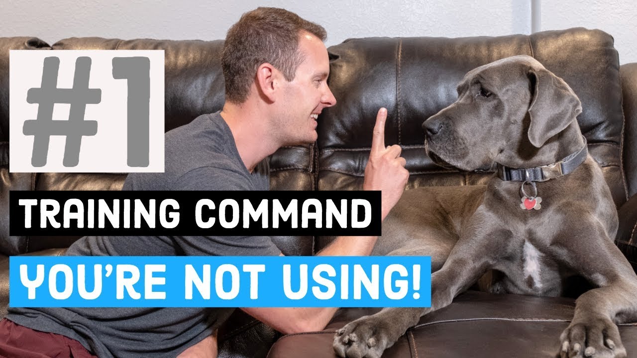 The Most Useful Great Dane Training Command That You'Re Not Using! | Great Dane Care