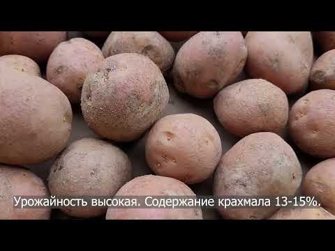 Сорт картофеля Ред Соня. Potato seeds Red Sonya.