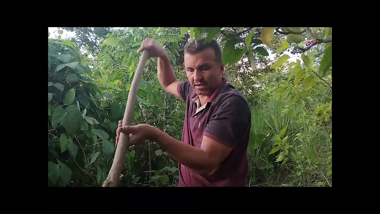 SUBSTRATO ZERO CUSTO GRATUITO PARA COSTELA DE ADÃO MONSTERA DELICIOSA , ROÇA NATUREZA PLANTA ornamen