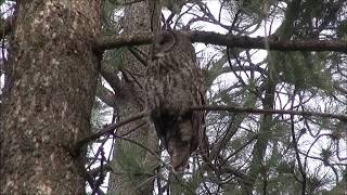 Voice Of The Great Grey Owl