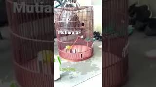 Murai Batu Lonceng Kencana Nembak Suara Kenari