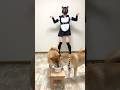 ホスト飼い主の酒コールvlog。#shorts
