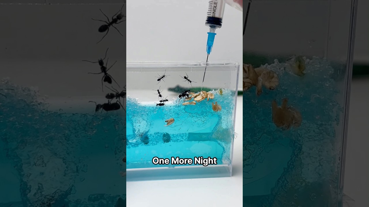 I Put Slime Mold With Ants