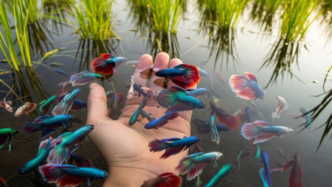 Discovering Wild Betta Fish – Hand-Caught Adventure