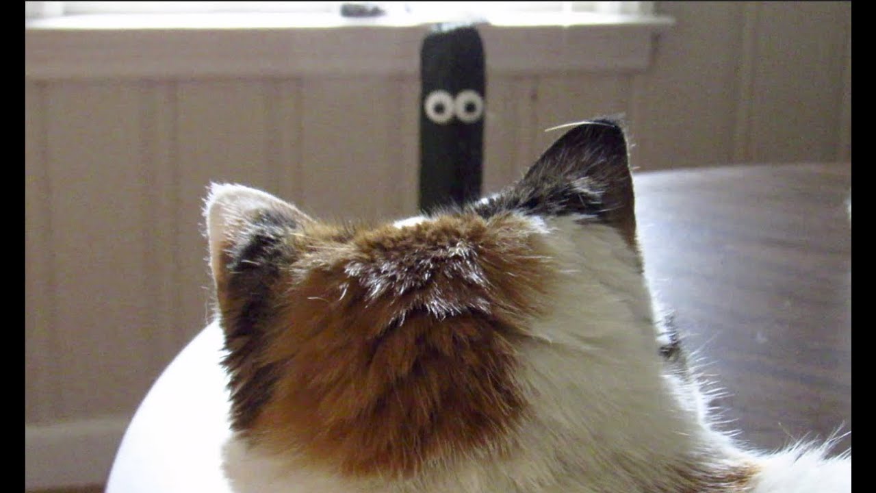 Cat vs. Zucchini YouTube