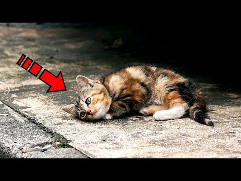 видео про кота которого выкинули. видео про кота которого выкинули. бездомный кот. бедные уличные котята. видео про кота которого выкинули.