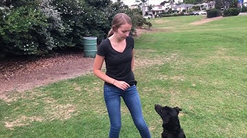 TEACHING YOUR DOG THE TOUCH COMMAND