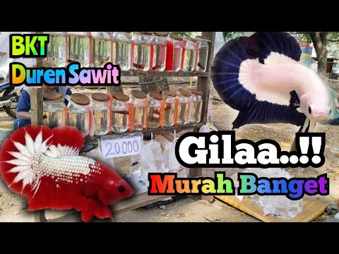 Hunting ikan Cupang mumpung murah