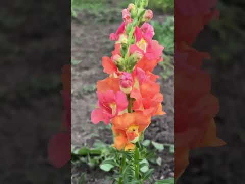 Cool Season Colorful Flower That Is So Easy To Grow! Snapdragon