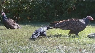 Clever crow outsmarts TWO turkey vultures with ONE move