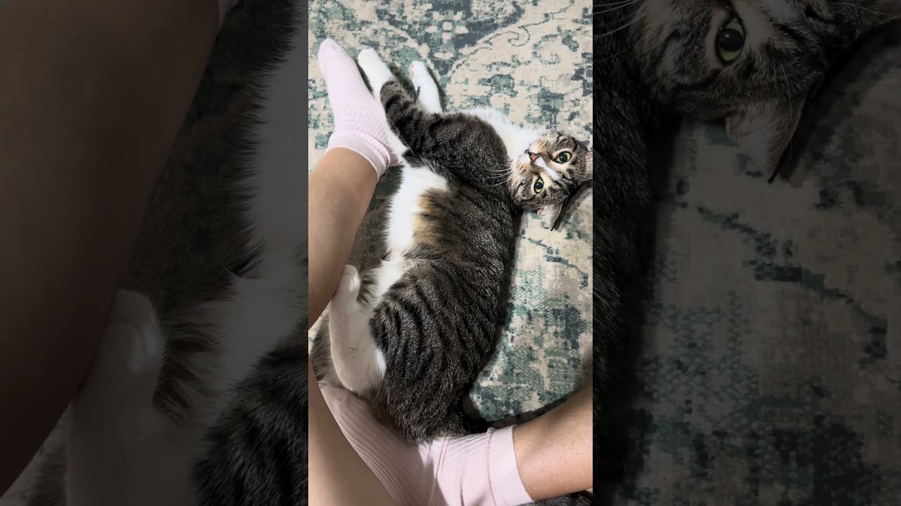 Мой таби ❤️