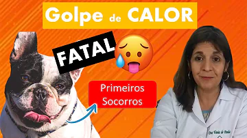 Como saber se o cachorro está com calor?