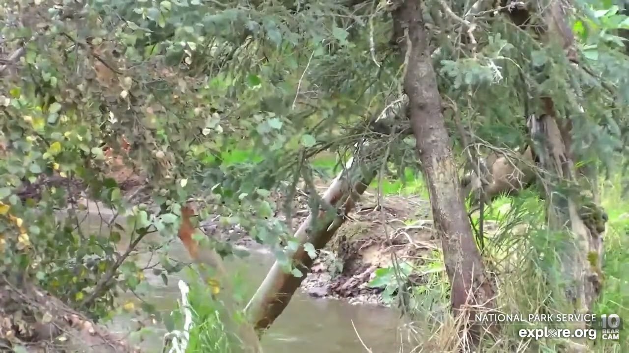 8-22-2022-bf-part-2-looks-like-910-s-cub-is-guarding-her-right-paw