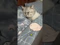 猫の寝る姿勢の秘密 あなたの猫はあなたについてどう思っているでしょうか
