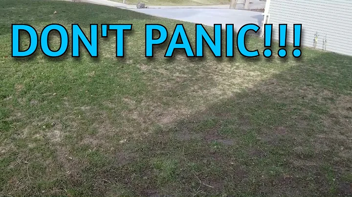 Watch This Before You Worry About Your Thin Kentucky Bluegrass Seeding