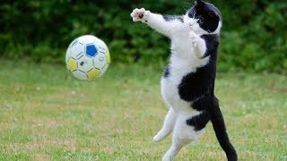 СМЕШНЫЕ КОТЫ И ДРУГИЕ ЖИВОТНЫЕ 2018 СМЕШНЫЕ КОТЫ И ДРУГИЕ ЖИВОТНЫЕ 2018