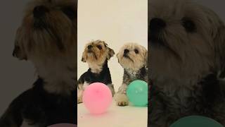 Cute Toy Poodle Puppies| Dog| Funny Animals| Poodle Facts