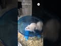 Such a disciplined little hamster 🐹✨