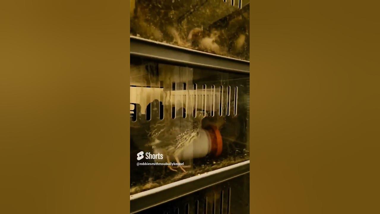 Can t Have Chickens In City Limits Get Quail NIW YouTube can-t-have-chickens-in-city-limits-get-quail-niw-youtube
