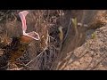 Puff Adder and Game Trails