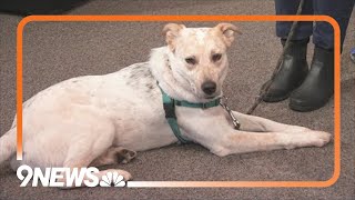 Petline9: Soul Dog Rescue
