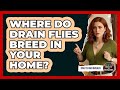 Where Do Drain Flies Breed In Your Home? - Insects and Invaders