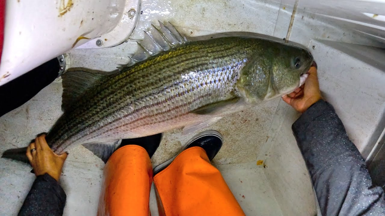 Big Fish are Dying – Who’s to Blame?