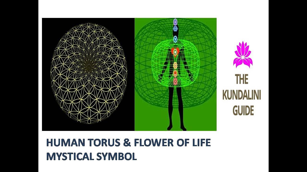 The Flower Of Life Kundalini Human