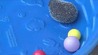 Prickles the African Pygmy Hedgehog