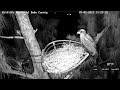 Wildlife Rescue of Dade County Eagle Nest Cam