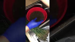 Cleaning Wild Onions. Full video on page