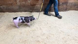 9-7 Spot Gilt